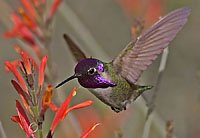 costas hummingbird number 2