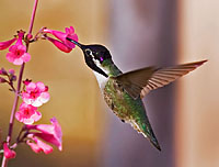 Costas hummingbird and flower