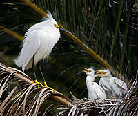 Egret with Babies